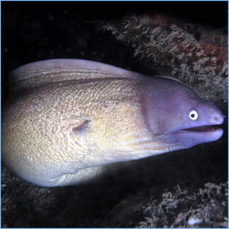 White-Eyed Moray Eel