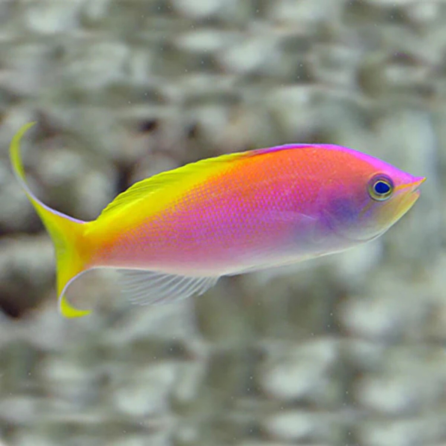 Anthias Carberryi Threadfin Goldie