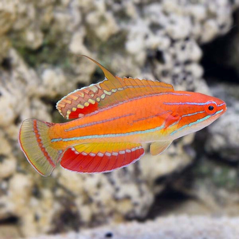 McCosker&#39;s Flasher Wrasse