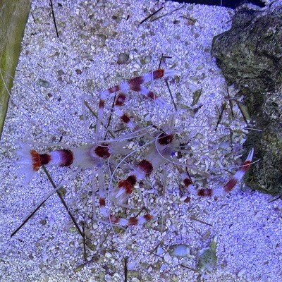 Coral Banded Shrimp PAIRED