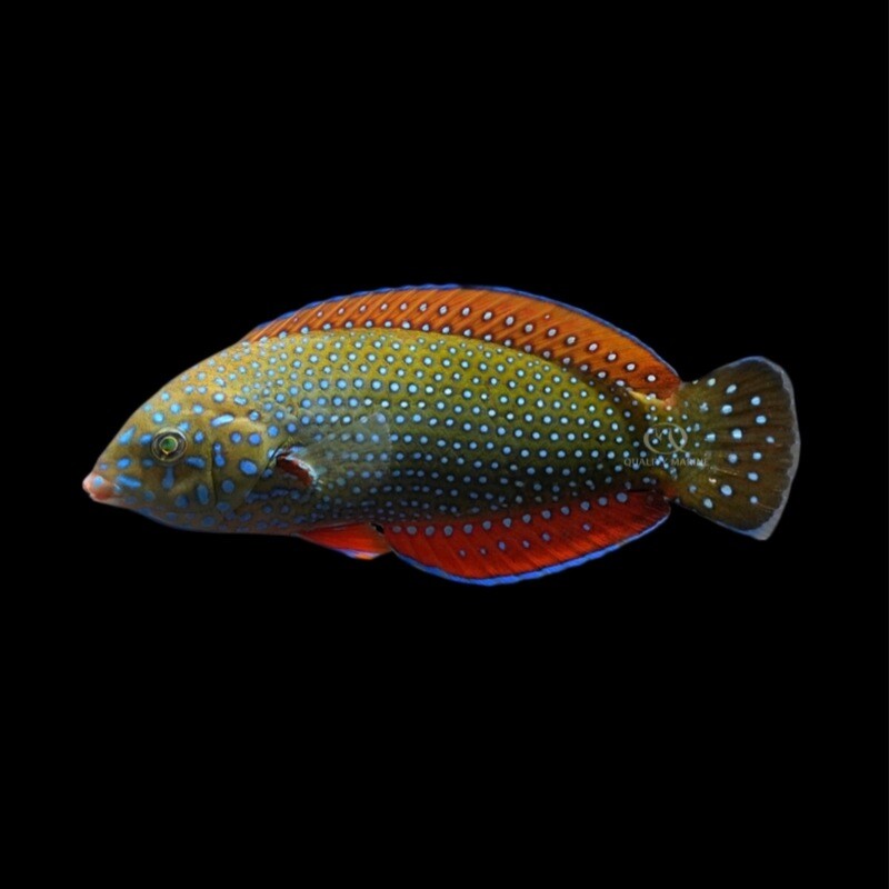 Blue Spotted Tamarin Wrasse