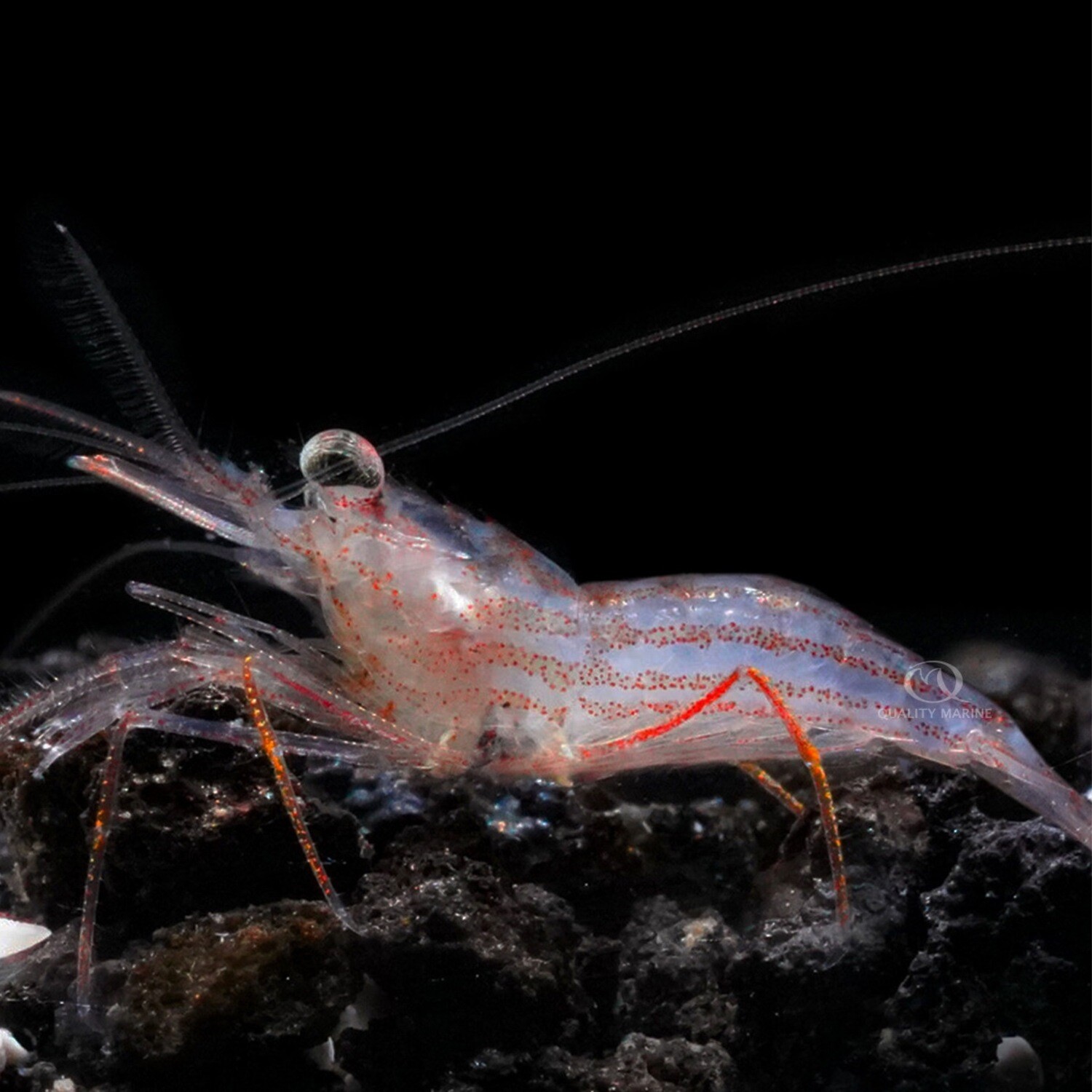 Peppermint Shrimp Lysmata Jundalini