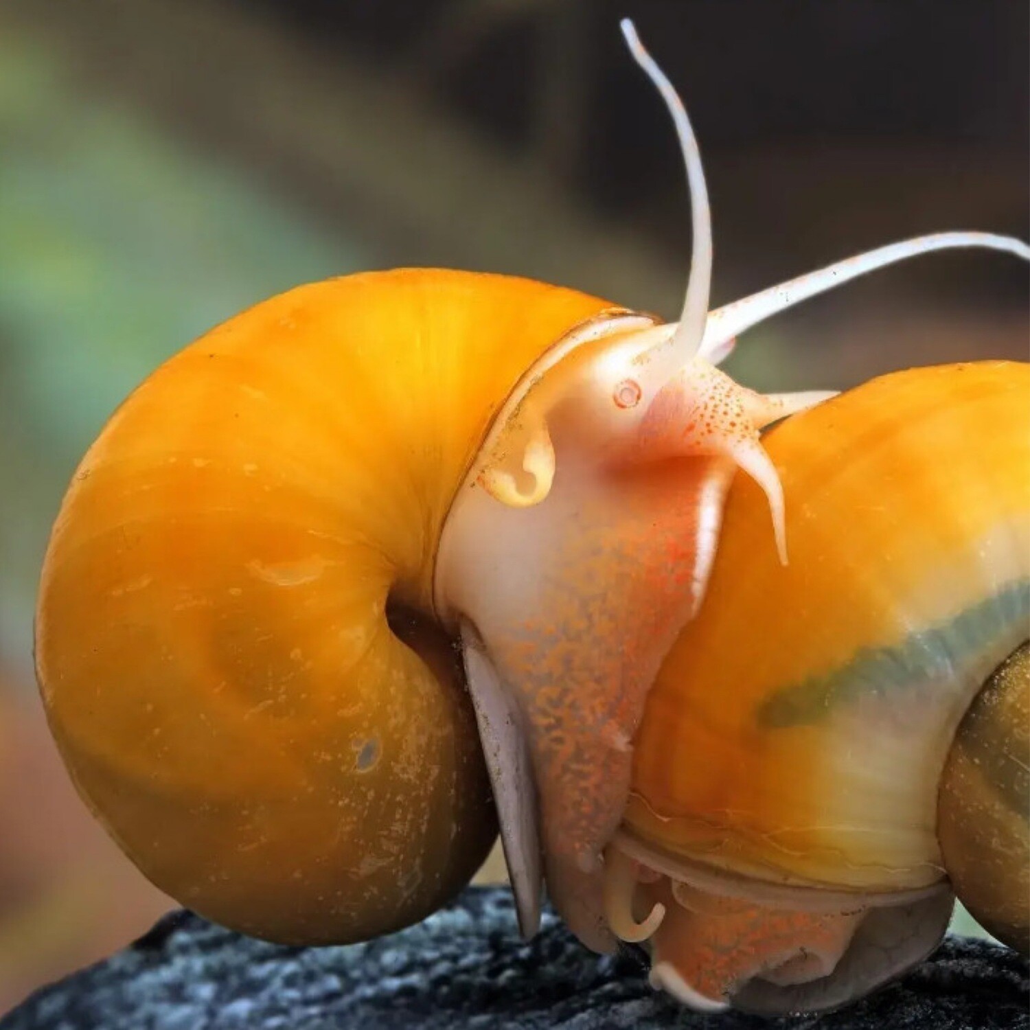 Golden Apple Snail