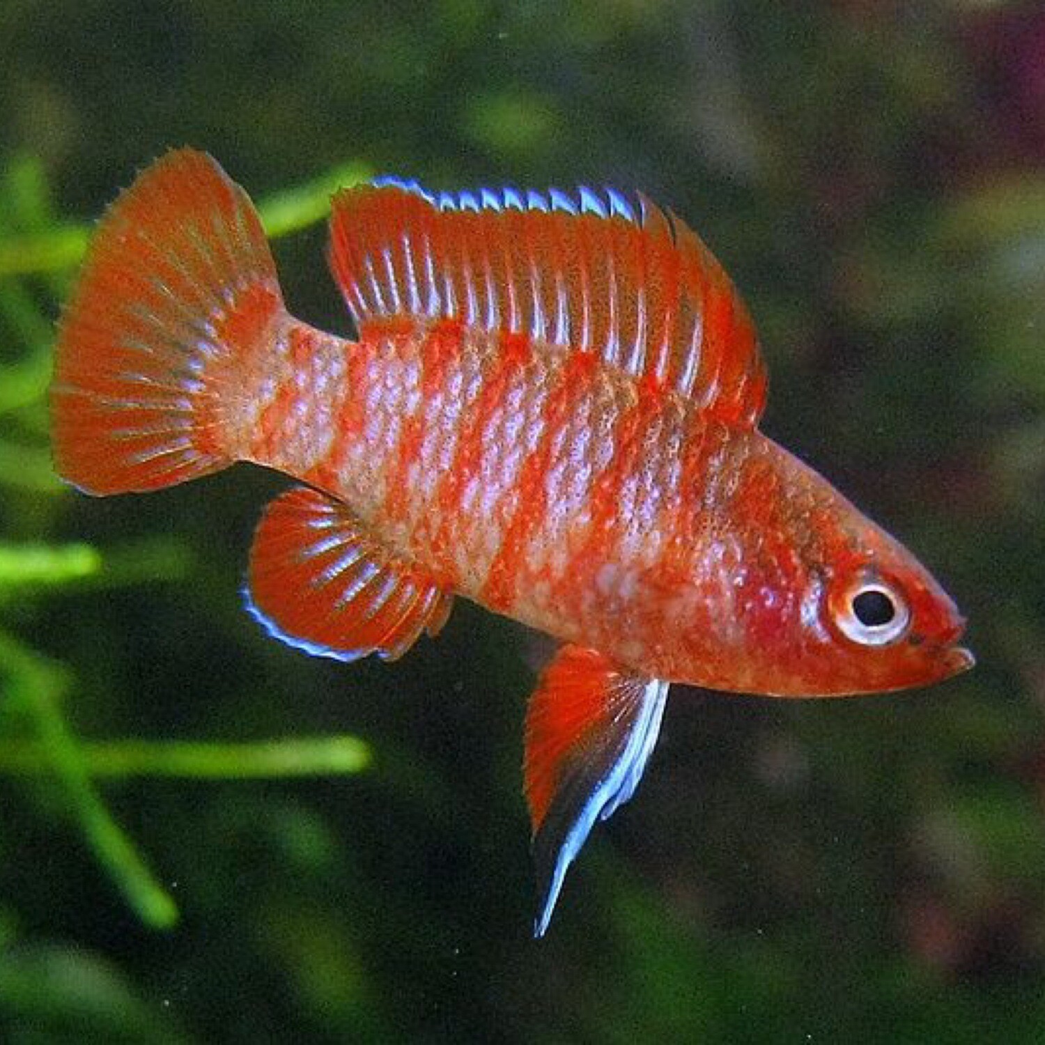 Scarlet Badis (Dario dario)