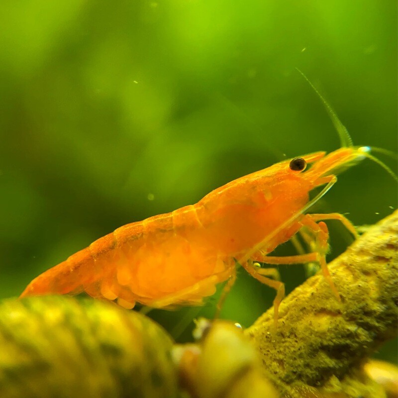 Sunkist Orange Shrimp (Neocaridina davidi)