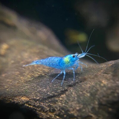 Blue Jelly Shrimp (Neocaridina Davidi)