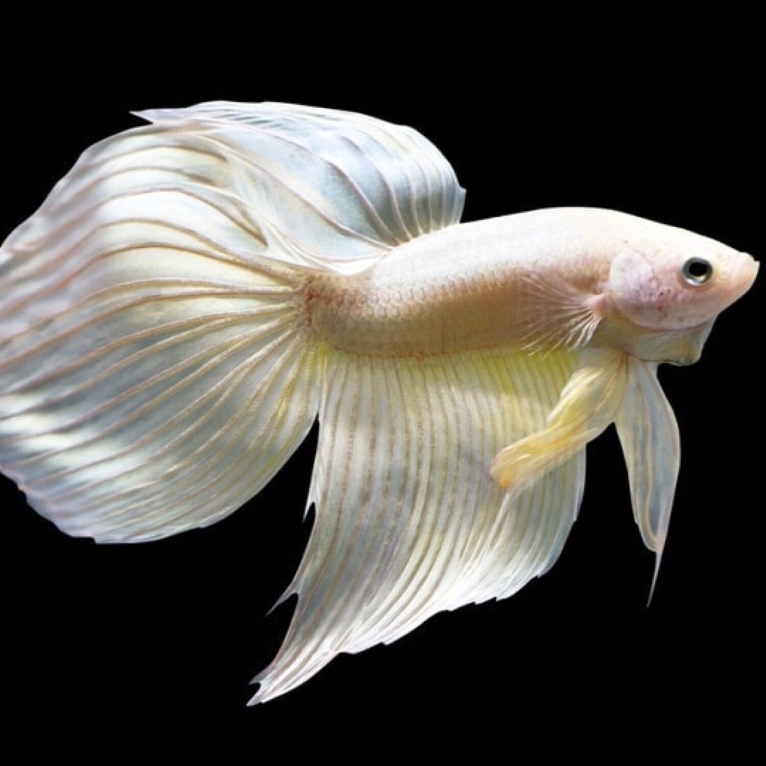 Betta Veiltail Male Mixed Colours
