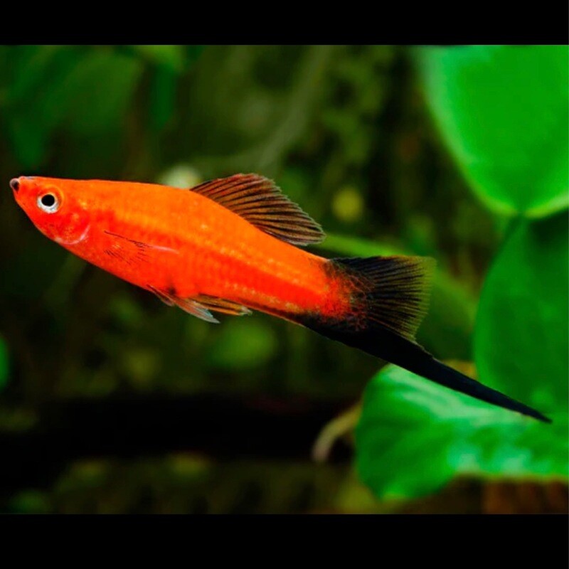 Red Wagtail Swordtail