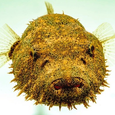 Hairy Pufferfish 2” (Tetraodon Baileyi) 