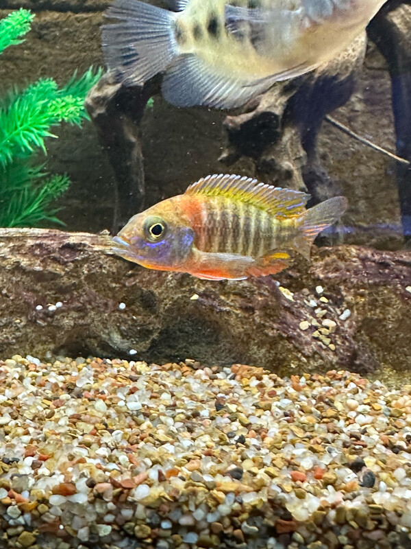 Red Peacock Cichlid