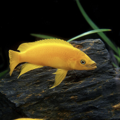 Lemon Cichlid