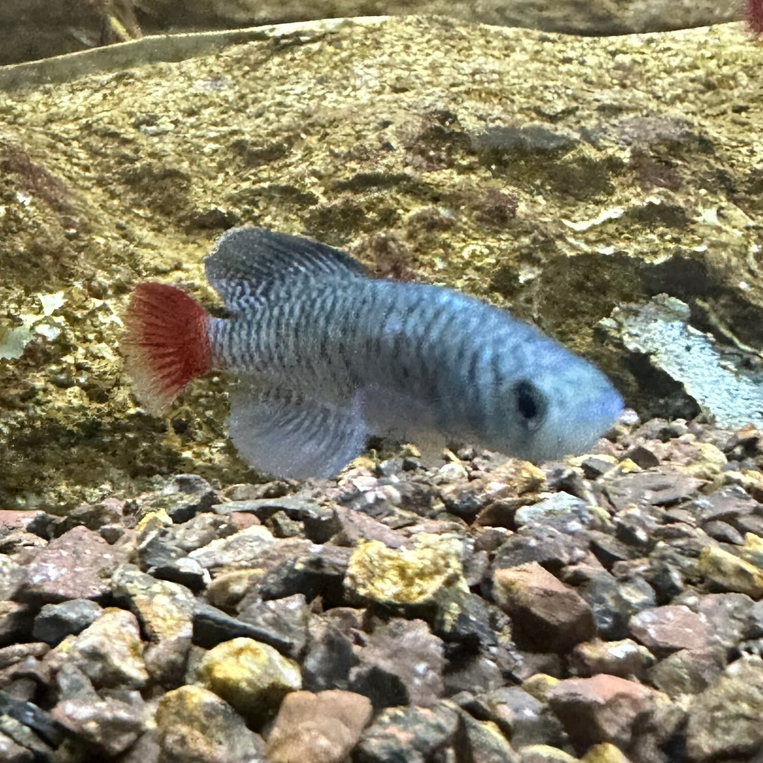 Redtail Turquoise Northo Killifish