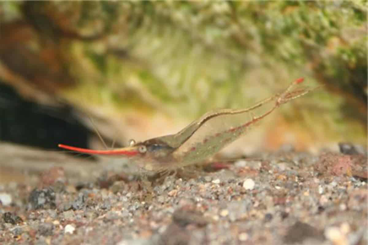 Pinocchio Shrimp (Caridina gracilirostris)
