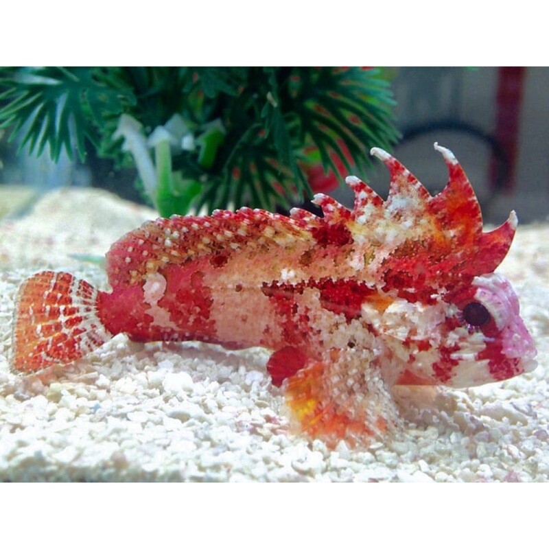 Pygmy Red Rooster Waspfish