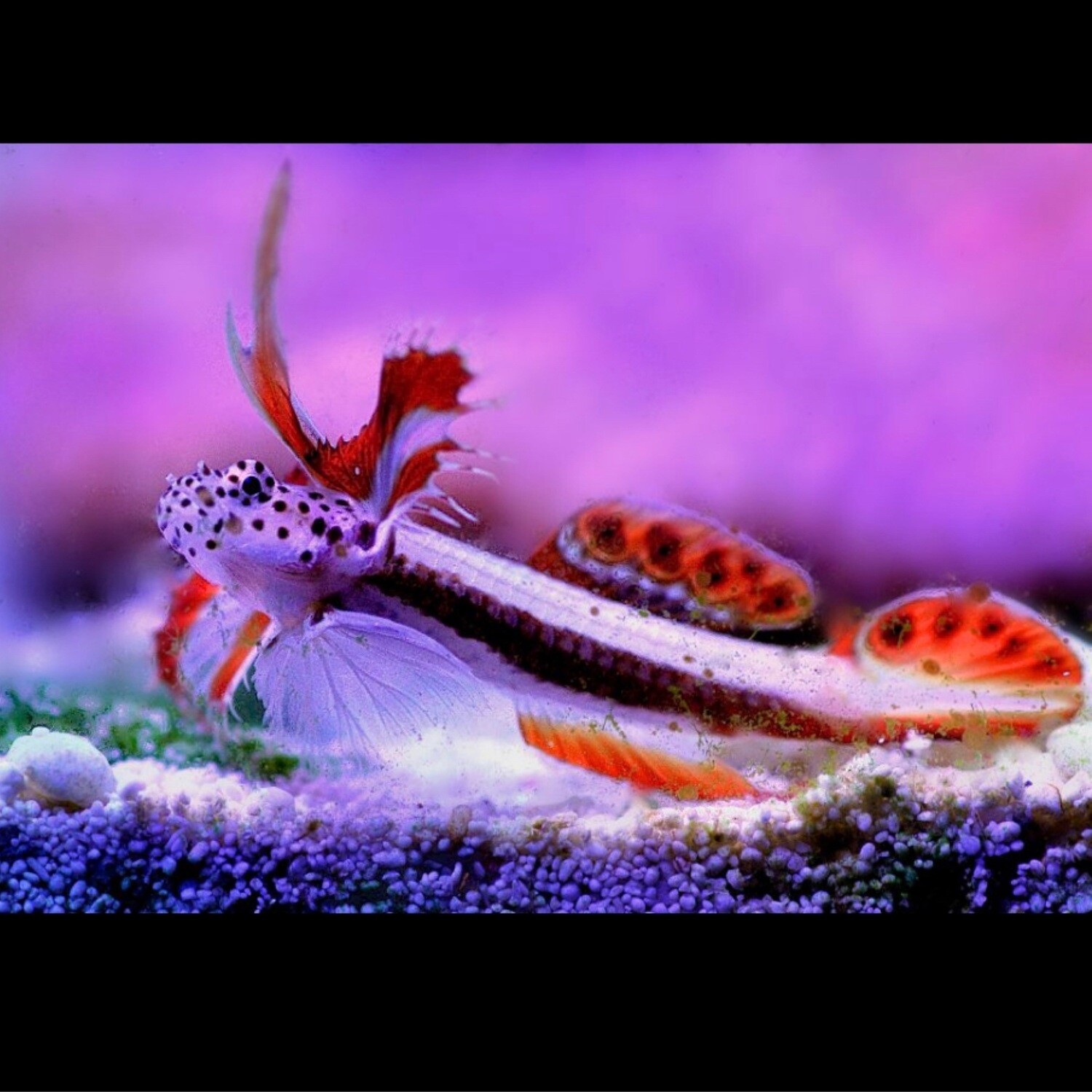Griessingeri Goby