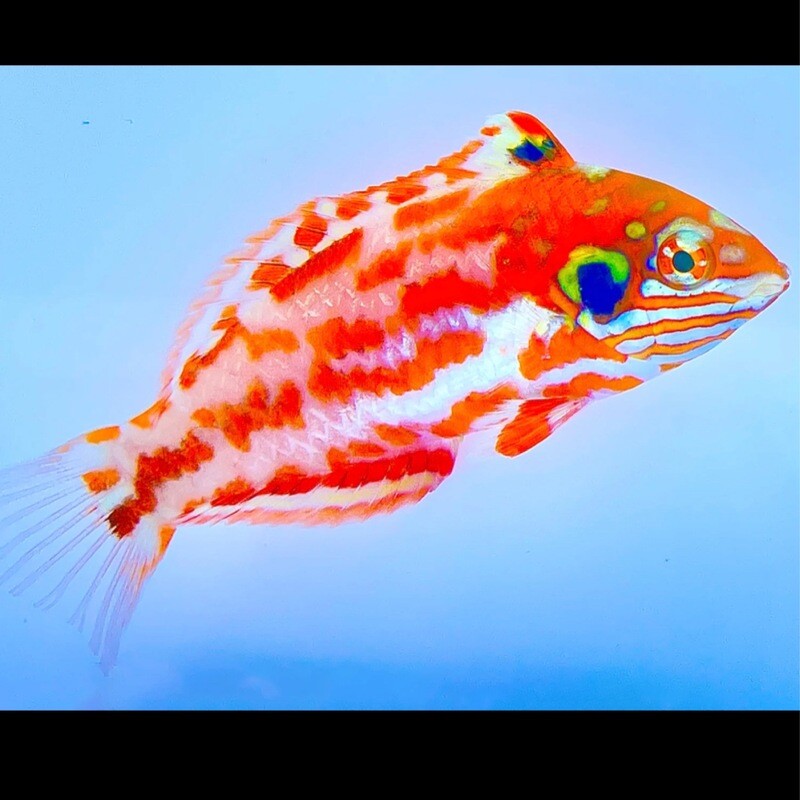 Choat’s Red Leopard Wrasse Australia