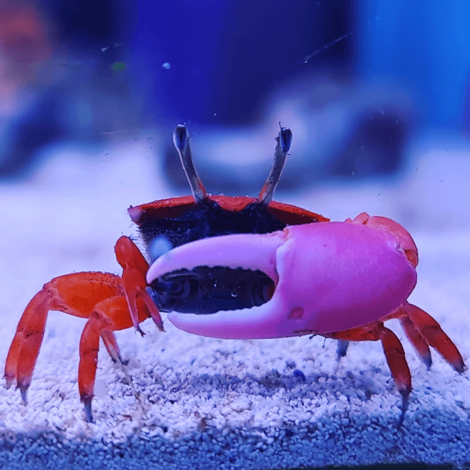 Red Fiddler Crab