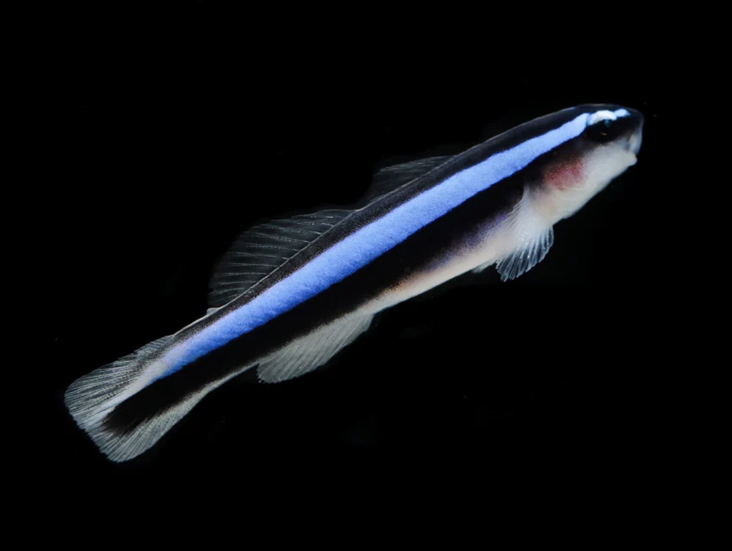 Biota Captive Bred Blue Neon Cleaner Goby - Elacatinus oceanops