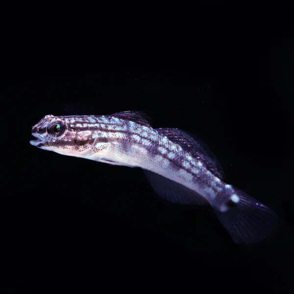 Biota Captive Bred Buan&#39;s Sleeper Sand Goby - Amblygobius buanensis