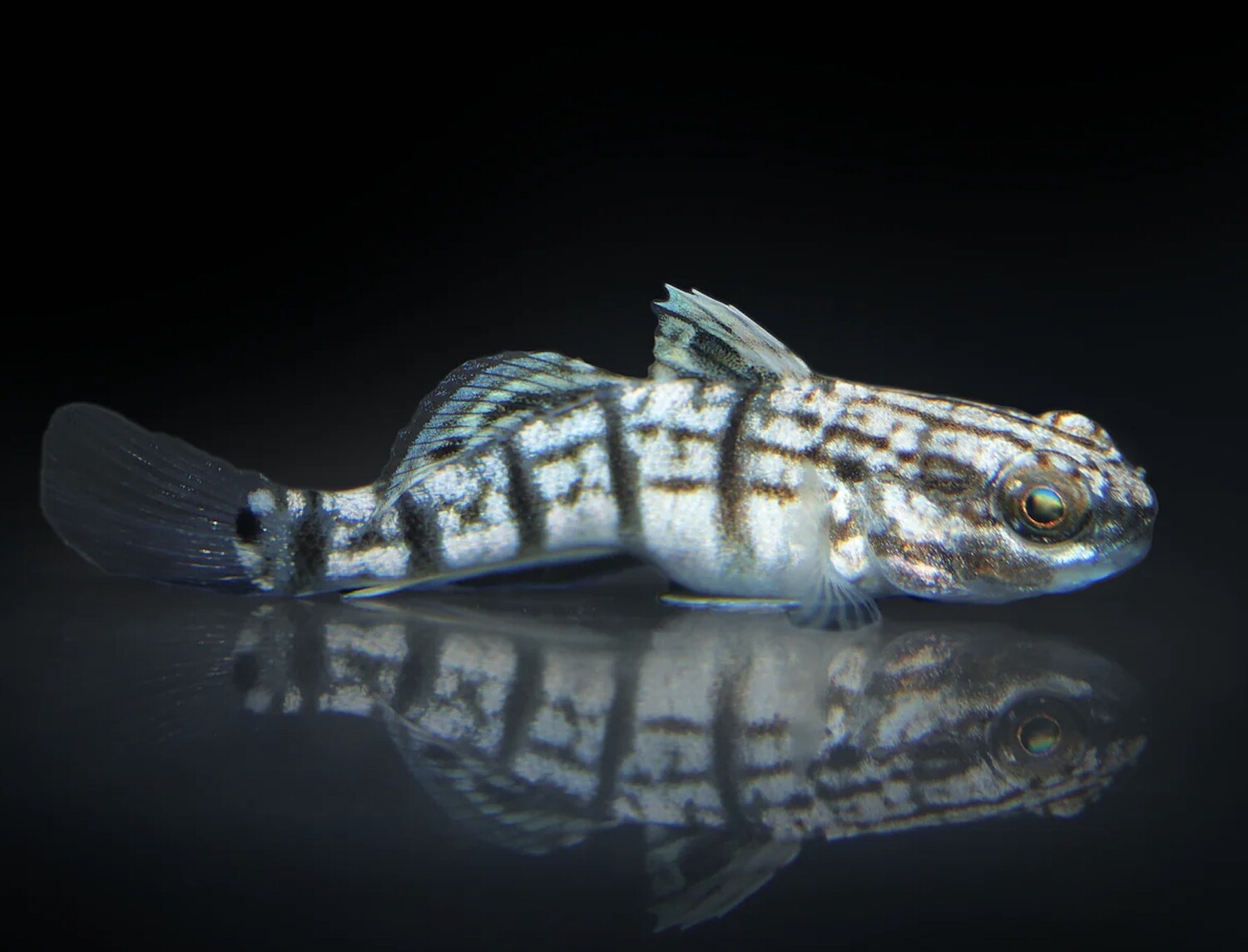 Biota Captive Bred Sleeper Banded Goby - Amblygobius phalaena