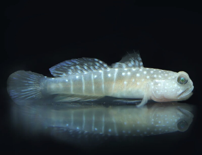Biota Captive Bred Yellow Watchman Goby Grey Morph - Cryptocentrus cinctus