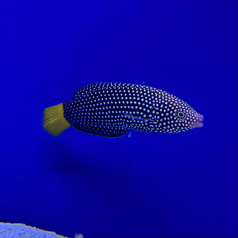 Yellow Tail Tamarin Wrasse
