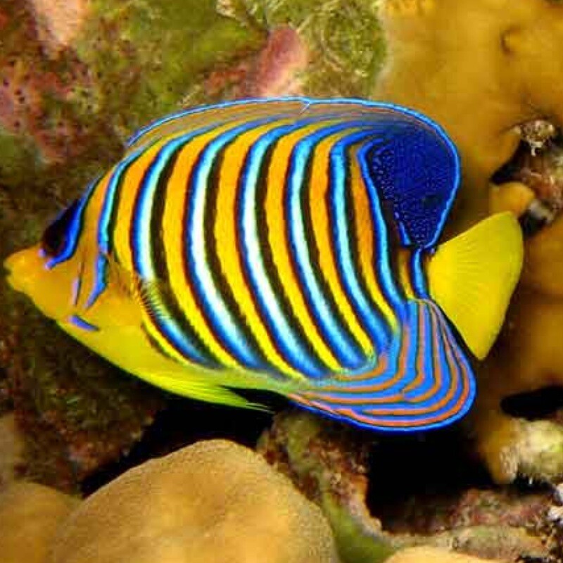 Regal Angelfish Md
