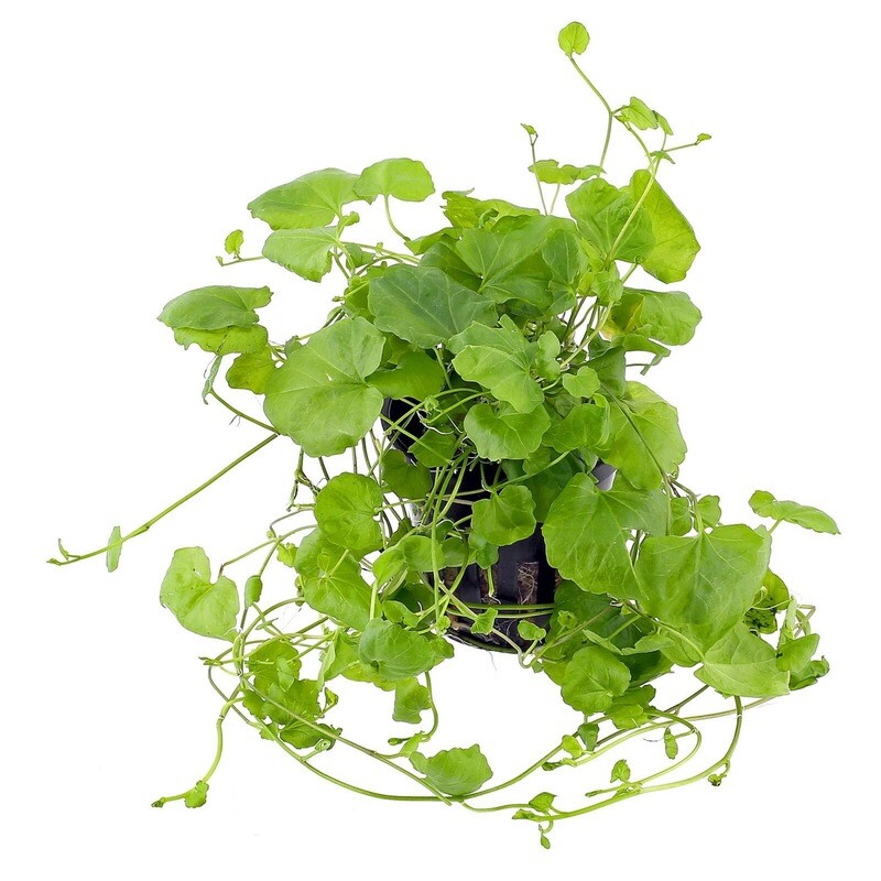 Tropica Cardamine lyrata