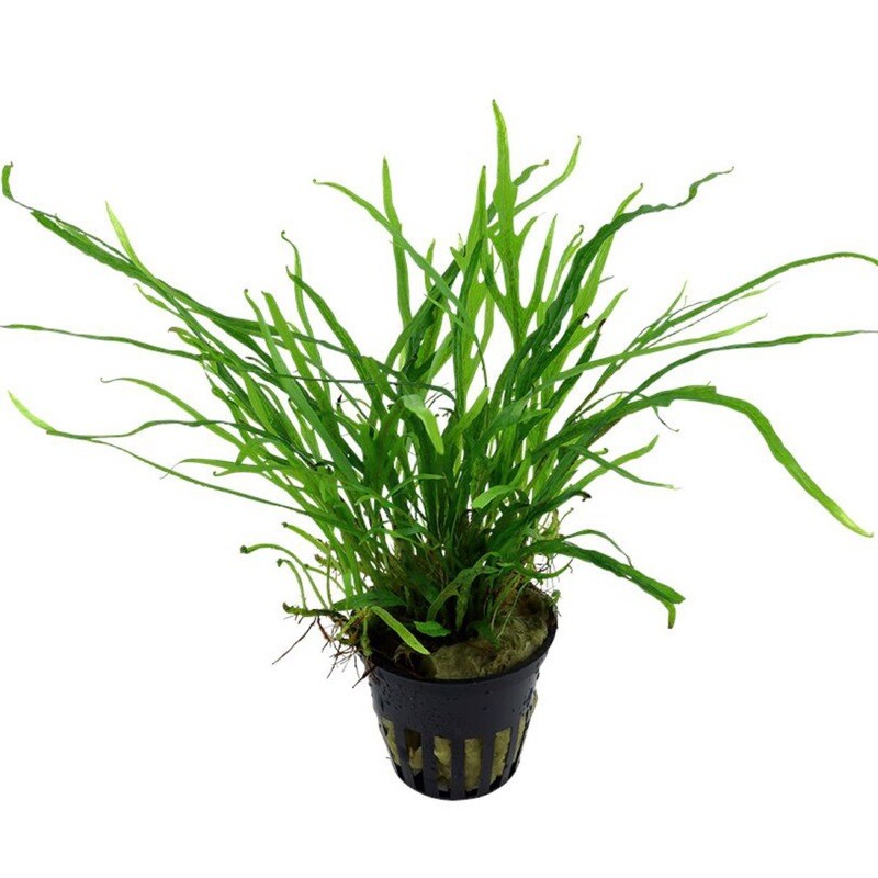 Tropica Microsorum pteropus &quot;Trident&quot;
