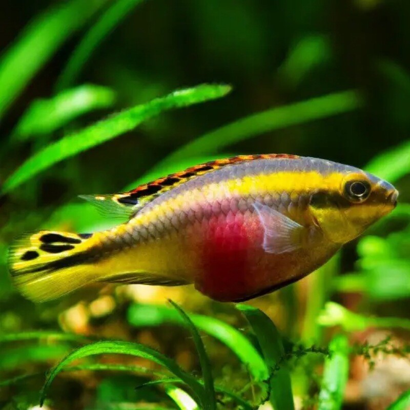 Kribensis Cichlid