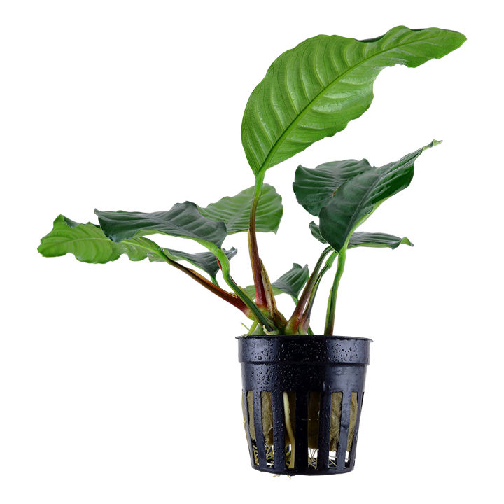Tropica Anubias barteri var. &#39;Coffeifolia&#39;