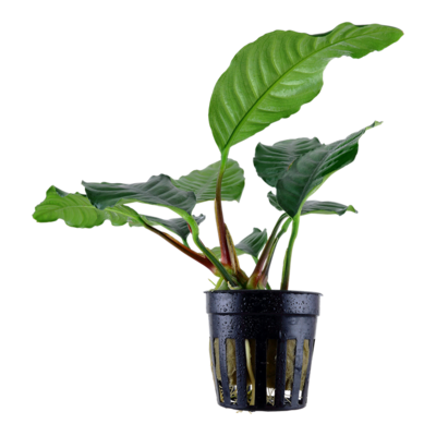 Tropica Anubias barteri var. 'Coffeifolia'