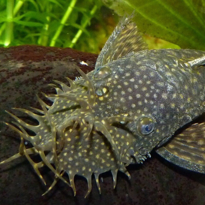 Bristle Nose Pleco small