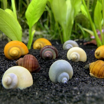 Mystery Snail - Various Colours