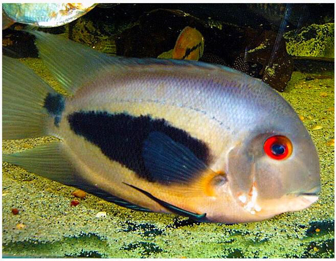 Uaru Cichlid