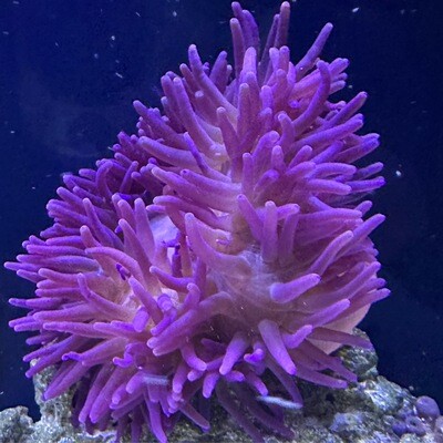 Magnificent Ritteri Purple tip Anemone XLg