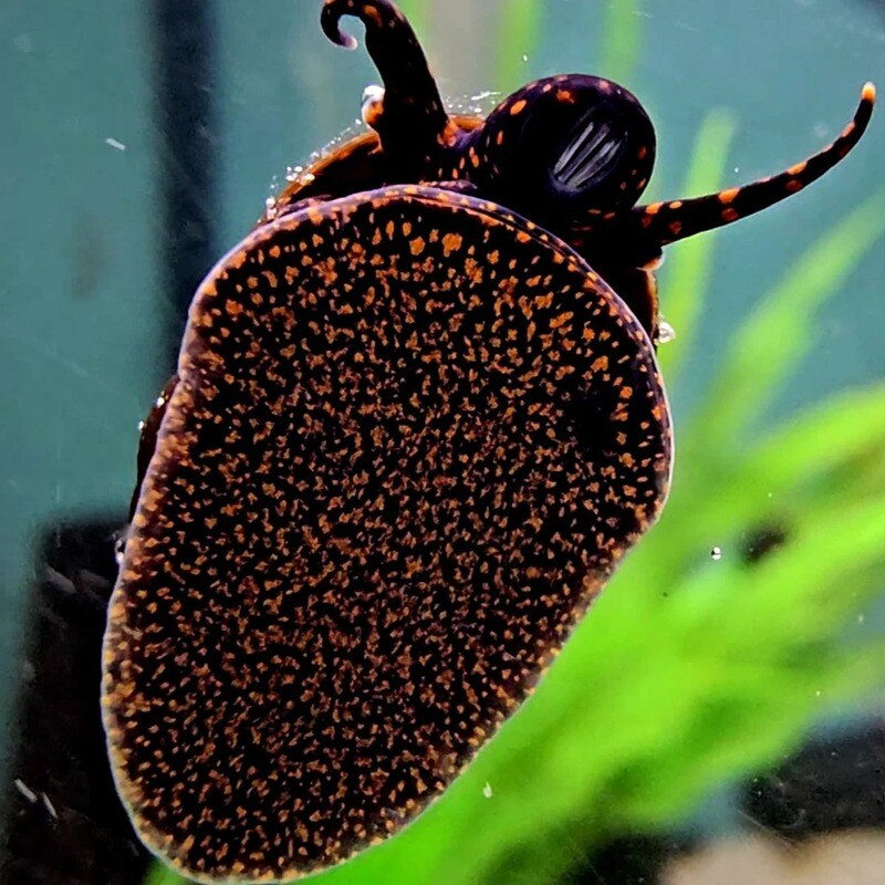 Filopaludina sp. Yellow Spot Snail