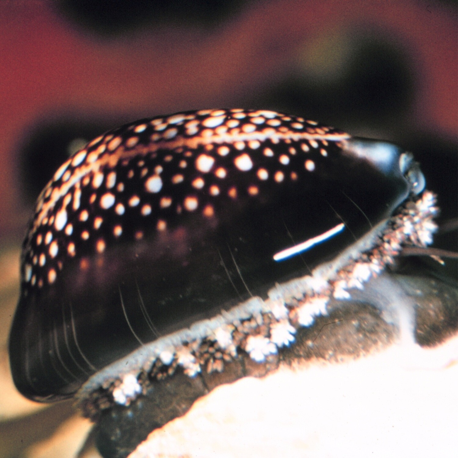 Serpents head cowrie