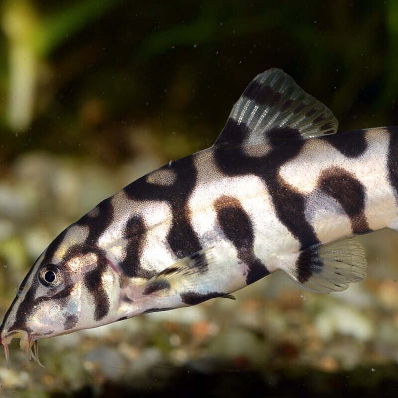 Yoyo Loach