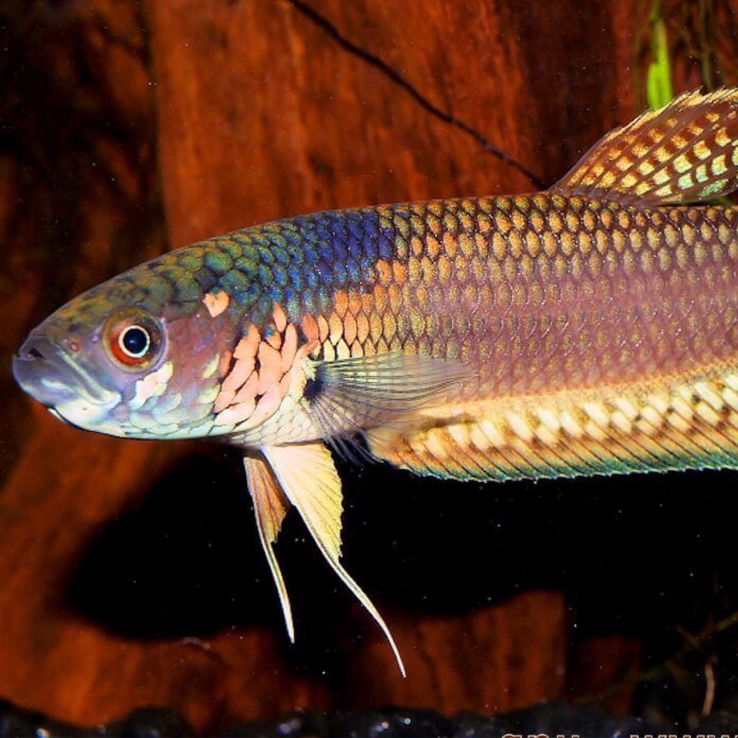 Gladiator Betta unimaculata