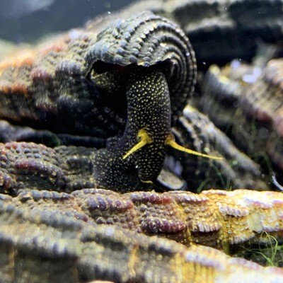 Towuti Yellow Antenna Snail