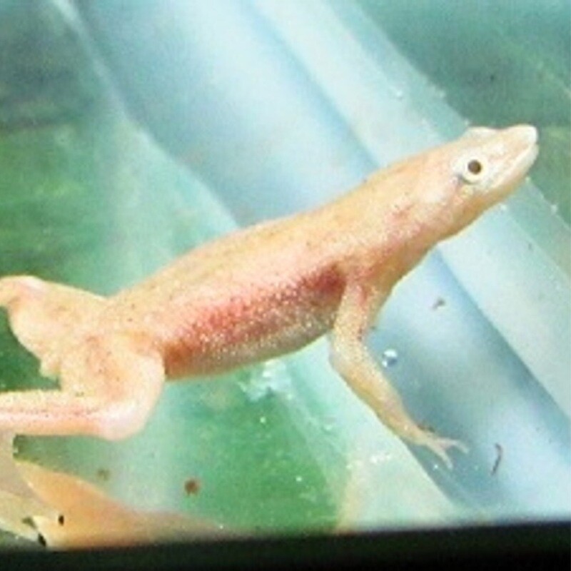 African Dwarf Aquatic Frog - White