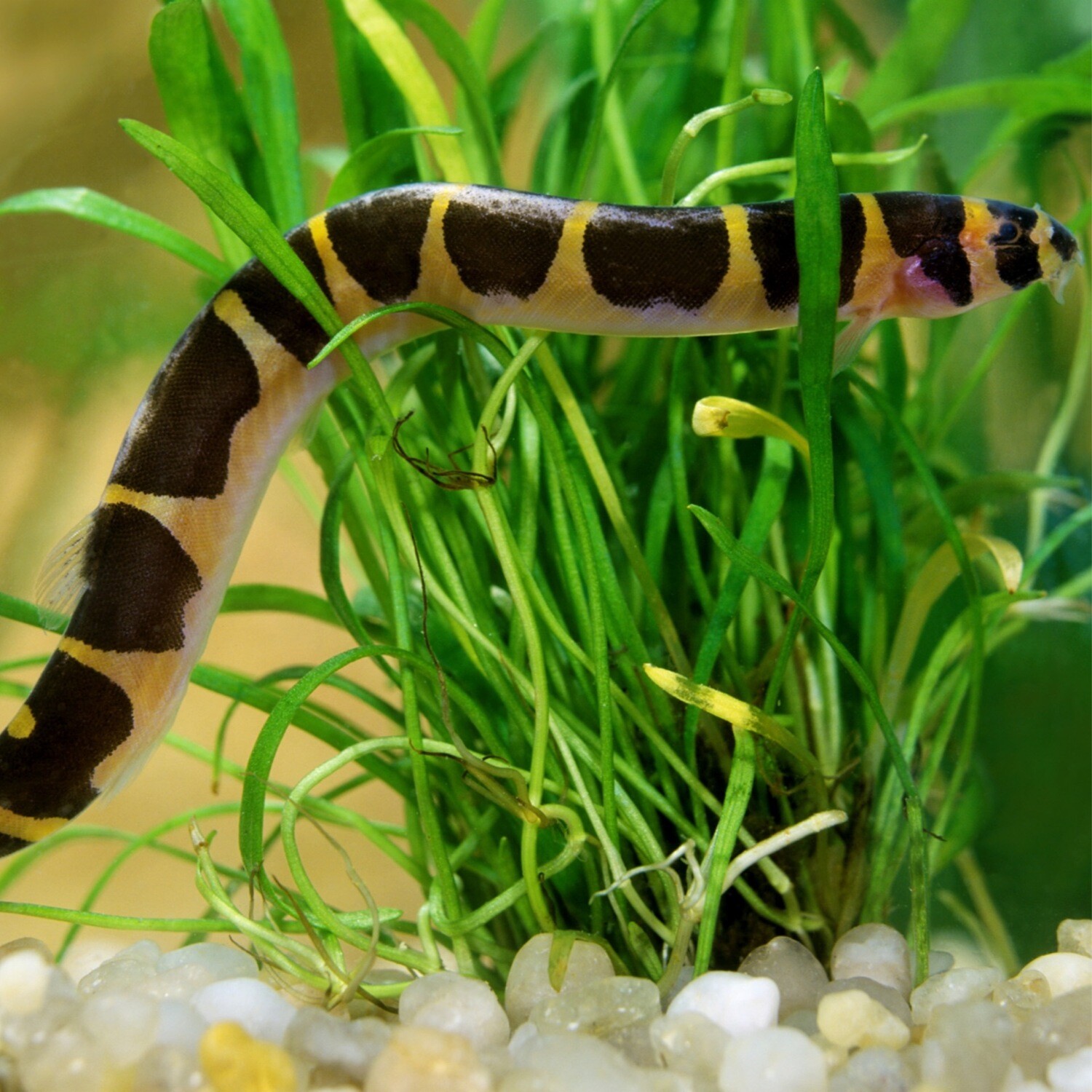 Kuhli Loach