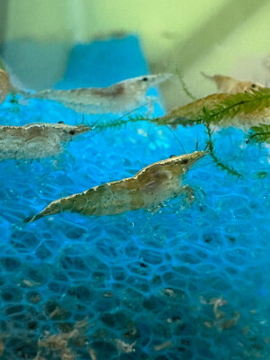 Green Fire Shrimp (Neocaridina davidi var. green)