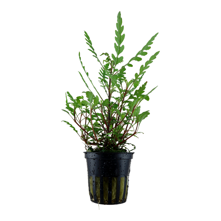 Tropica Hygrophila pinnatifida