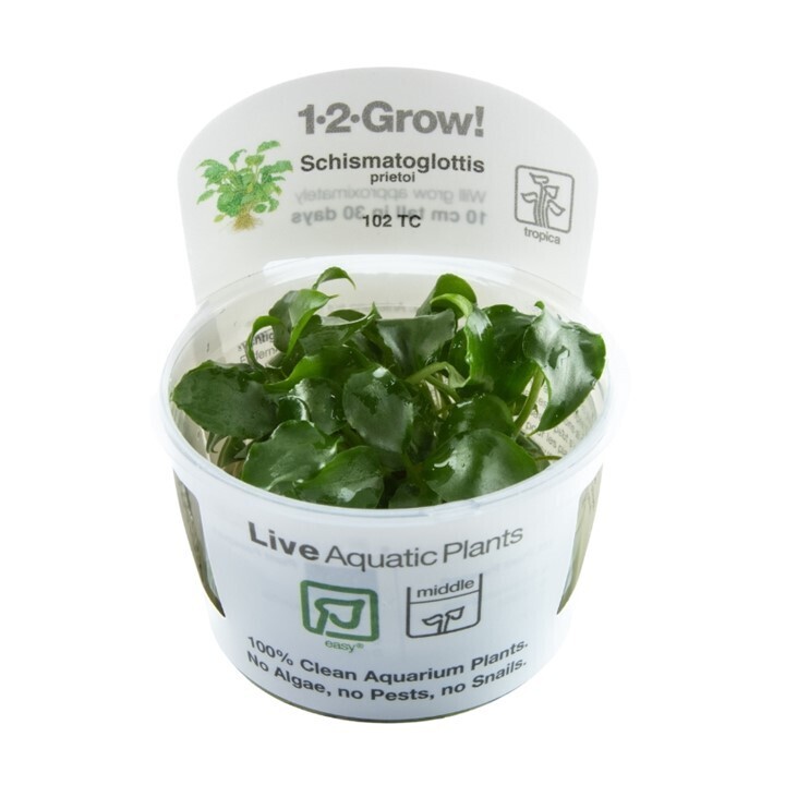 Tropica Schismatoglottis prietoi 1-2-Grow