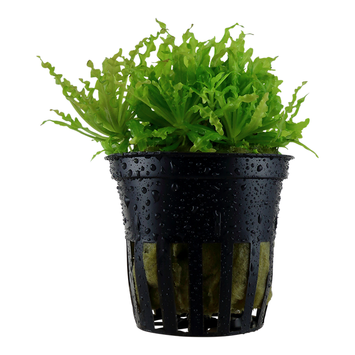 Tropica Pogostemon helferi