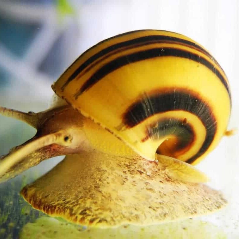 Spixi Snail