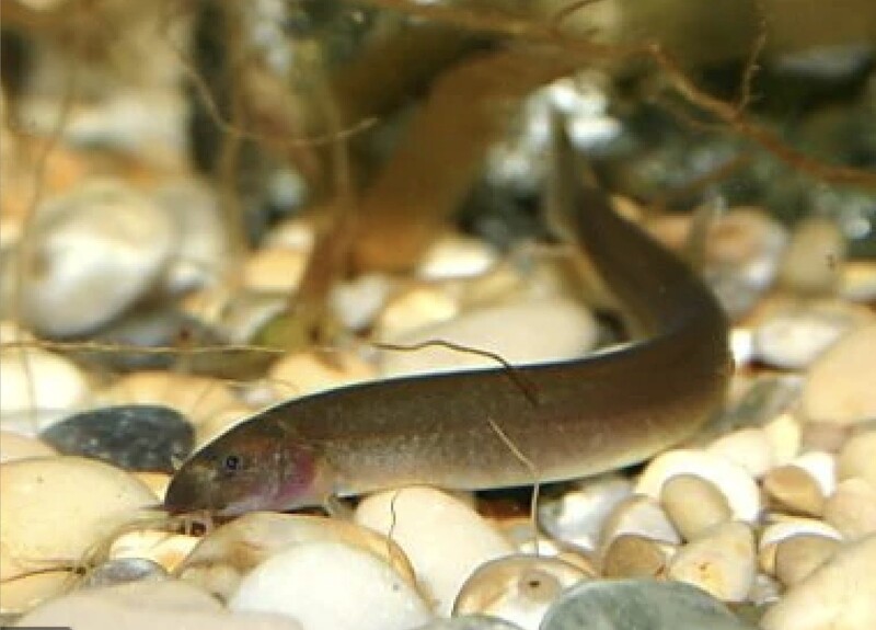 Black Kuhli Loach