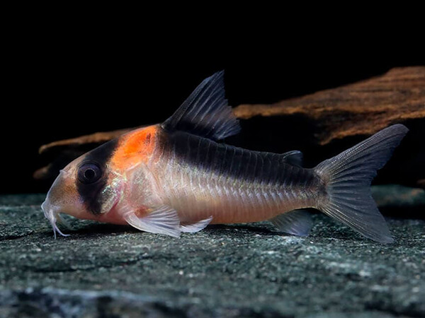 Duplicareus Corydoras
